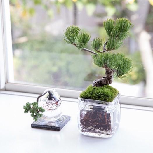 Dân tình amp;#34;phát sốtamp;#34; với chậu cây cảnh trồng không cần đất: Aqua Bonsai - 11