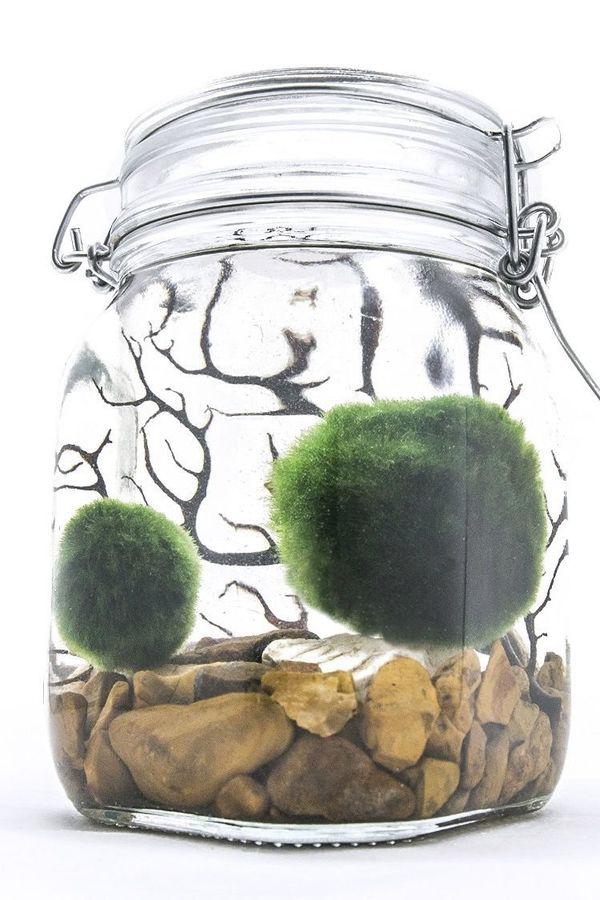 Dân tình amp;#34;phát sốtamp;#34; với chậu cây cảnh trồng không cần đất: Aqua Bonsai - 6