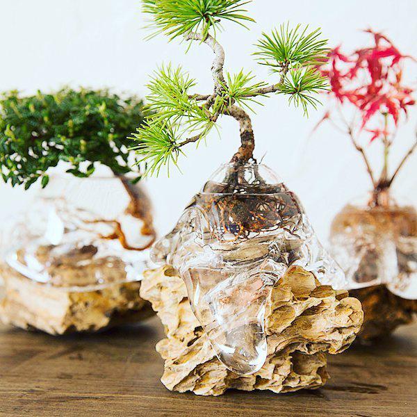 Dân tình amp;#34;phát sốtamp;#34; với chậu cây cảnh trồng không cần đất: Aqua Bonsai - 9