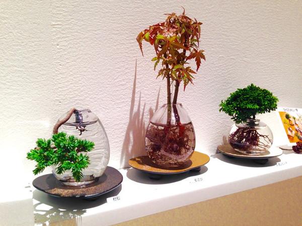 Dân tình amp;#34;phát sốtamp;#34; với chậu cây cảnh trồng không cần đất: Aqua Bonsai - 7