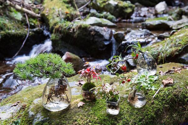 Dân tình amp;#34;phát sốtamp;#34; với chậu cây cảnh trồng không cần đất: Aqua Bonsai - 2