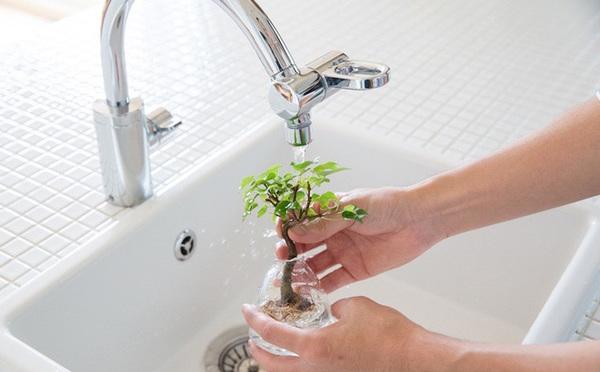 Dân tình amp;#34;phát sốtamp;#34; với chậu cây cảnh trồng không cần đất: Aqua Bonsai - 10