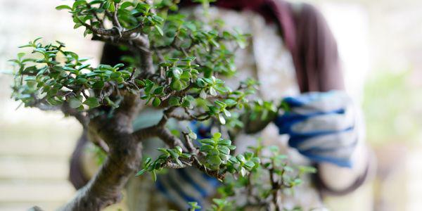 Dân tình amp;#34;phát sốtamp;#34; với chậu cây cảnh trồng không cần đất: Aqua Bonsai - 1