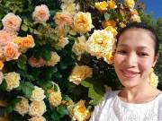 Nhà đẹp - Vườn hoa hồng đẹp hơn tranh vẽ của mẹ Việt ở Úc