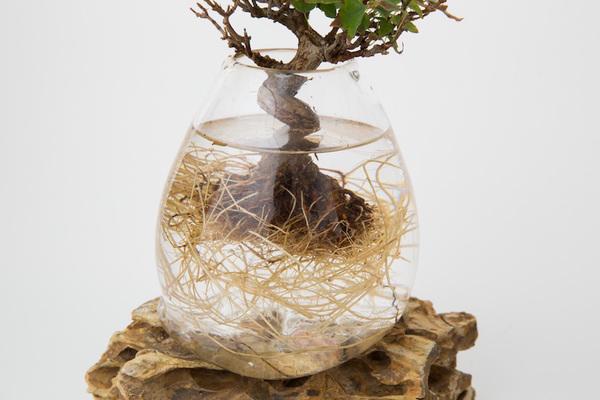 Dân tình amp;#34;phát sốtamp;#34; với chậu cây cảnh trồng không cần đất: Aqua Bonsai - 4
