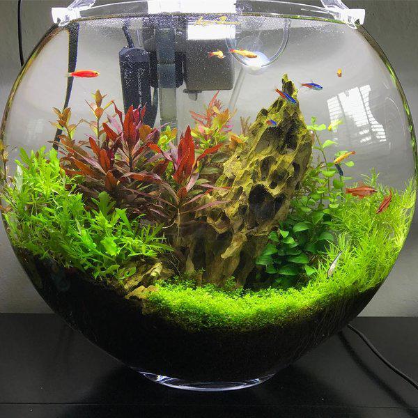 Dân tình amp;#34;phát sốtamp;#34; với chậu cây cảnh trồng không cần đất: Aqua Bonsai - 5