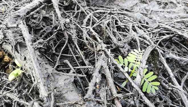 Cận cảnh “thủ phạmamp;#34; gây mùi khủng khiếp, amp;#34;đầu độcamp;#34; người dân Thủ đô - 9