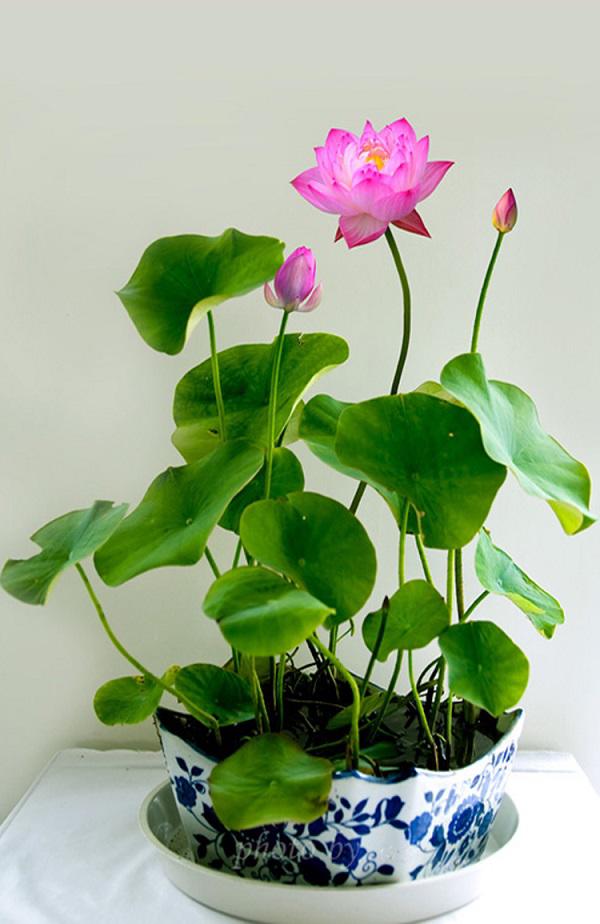 Trồng ngay 7 loại hoa “hộ mệnh” tháng cuối năm để hóa giải điều xấu cho gia chủ - 1