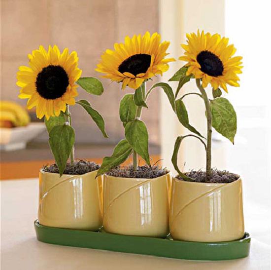 Trồng ngay 7 loại hoa “hộ mệnh” tháng cuối năm để hóa giải điều xấu cho gia chủ - 2