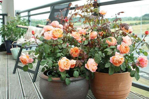 Trồng ngay 7 loại hoa “hộ mệnh” tháng cuối năm để hóa giải điều xấu cho gia chủ - 4