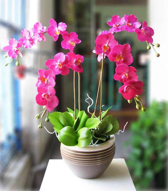 Trồng ngay 7 loại hoa “hộ mệnh” tháng cuối năm để hóa giải điều xấu cho gia chủ - 6