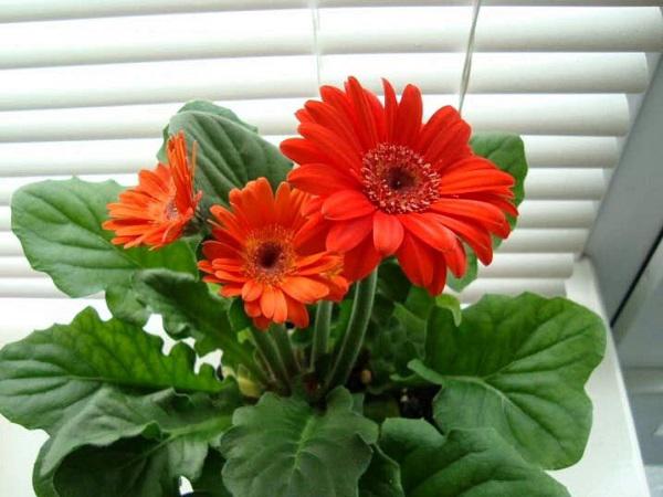 Trồng ngay 7 loại hoa “hộ mệnh” tháng cuối năm để hóa giải điều xấu cho gia chủ - 5
