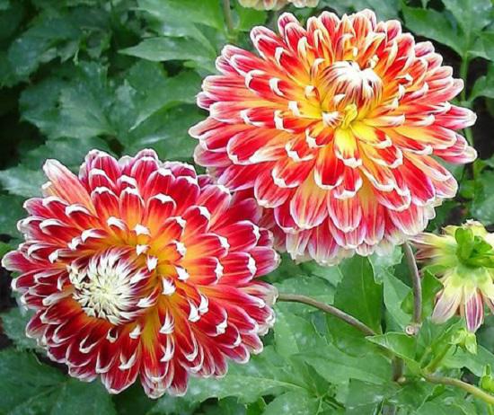 Trồng ngay 7 loại hoa “hộ mệnh” tháng cuối năm để hóa giải điều xấu cho gia chủ - 7