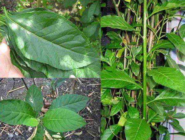 Cȃy mật gấu: Loại cȃy chữa bách bệnh trṑng tại nhà như thḗ nào? - 4