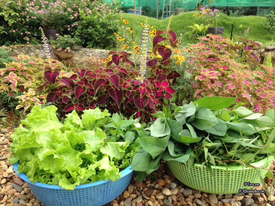 "bo pho len rung", doi vo chong ha noi ra ngoai o lam "lao nong tri dien" - 12