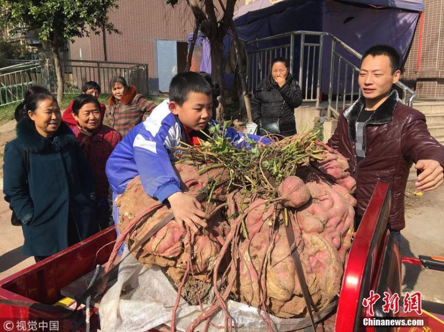 Củ khoai lang khổng lồ 119 kg của lão nông Trung Quốc khiến nhiều người sửng sốt - 1