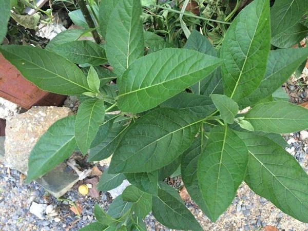 Cȃy mật gấu: Loại cȃy chữa bách bệnh trṑng tại nhà như thḗ nào? - 2