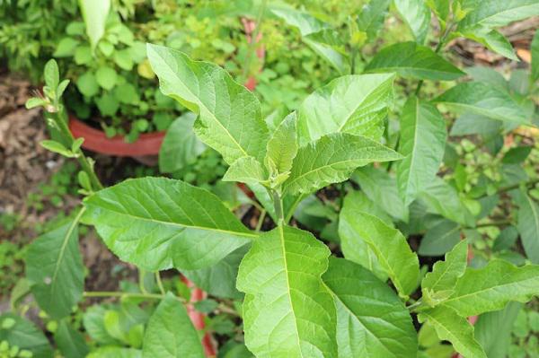 Cȃy mật gấu: Loại cȃy chữa bách bệnh trṑng tại nhà như thḗ nào? - 1