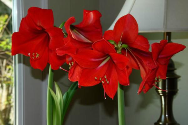 Hoa huệ đỏ trổ bông rực rỡ đúng dịp Tết nhờ cách phơi củ cực đơn giản - 2