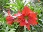 Nhà đẹp - Hoa huệ đỏ trổ bông rực rỡ đúng dịp Tết nhờ cách phơi củ cực đơn giản