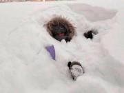 Tin tức - Ảnh: Cái rét tê tái ở nơi nhiệt độ -55 độ C, tuyết ngập cả đầu người