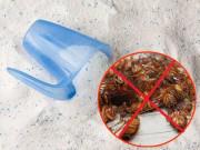 Nhà đẹp - Diệt sạch cả đàn gián trong nhà chỉ nhờ vài thìa bột giặt không đến vài nghìn đồng