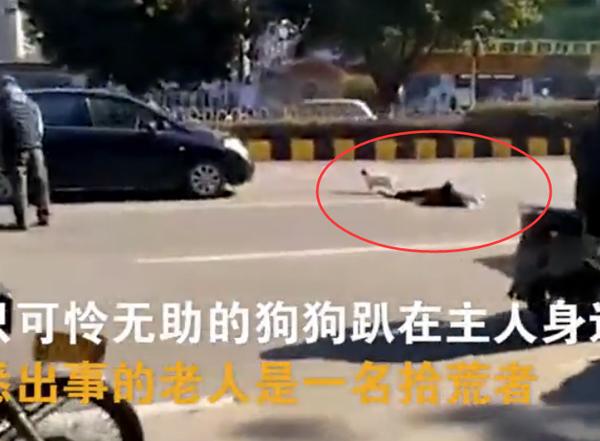 Chủ bị xe tông chết, chú chó trung thành không chịu rời xa thi thể nửa bước - 1