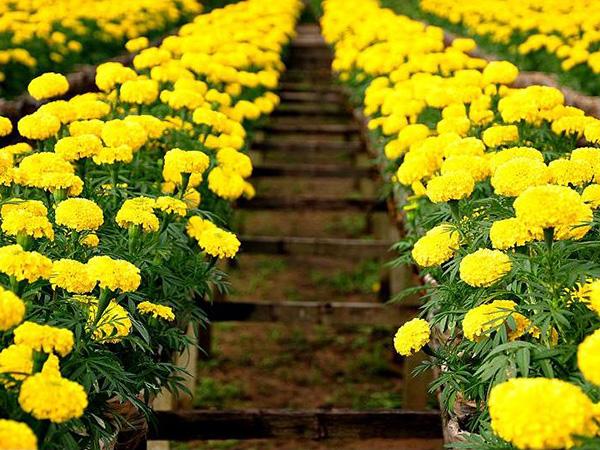 Trồng hoa chơi Tết 2018: Nhất định phải trồng hoa cúc vạn thọ vì những lý do này