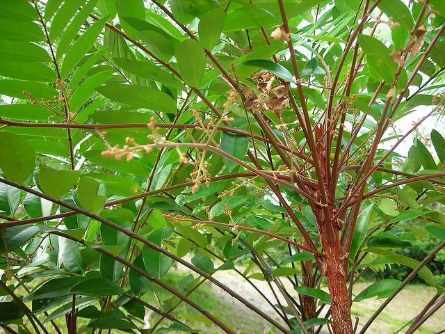 Cách trồng cây mật nhân làm vị thuốc quý ngay trong vườn nhà - 2