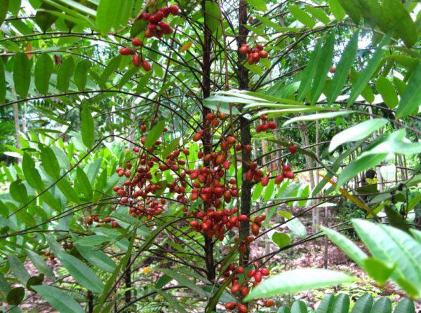 Cách trồng cây mật nhân làm vị thuốc quý ngay trong vườn nhà - 5