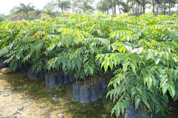 Cách trồng cây mật nhân làm vị thuốc quý ngay trong vườn nhà - 4