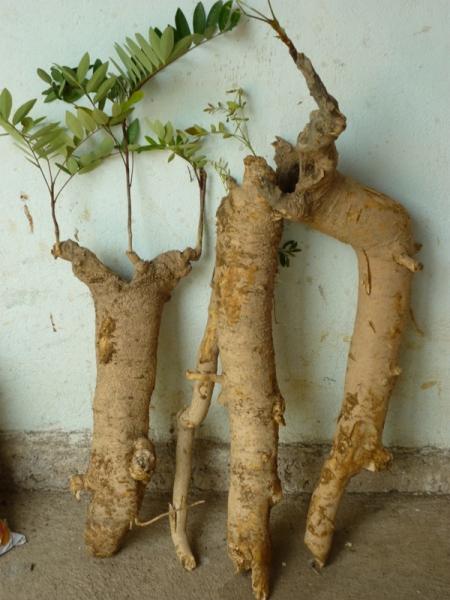 Cách trồng cây mật nhân làm vị thuốc quý ngay trong vườn nhà - 3