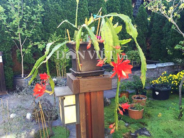 Đại gia hoa quỳnh trên đất Mỹ chỉ cách trồng hoa nhật quỳnh từ lá