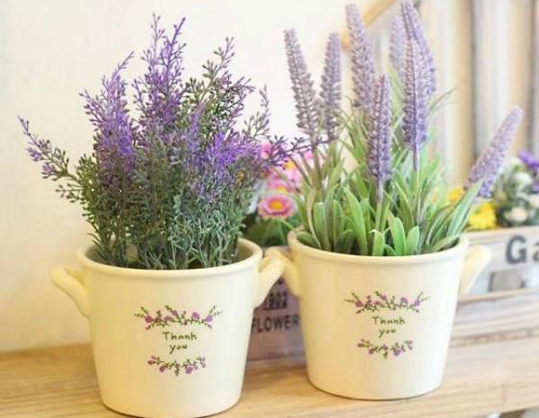 Muốn ngủ ngon và sâu, nhất định nên trồng những loại cây này trong phòng ngủ - 5