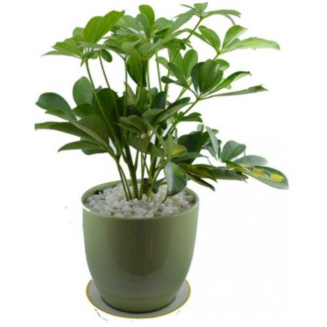 Muốn ngủ ngon và sâu, nhất định nên trồng những loại cây này trong phòng ngủ - 3