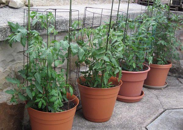 Hướng dẫn 3 cách trồng cà chua tại nhà đơn giản mà sai quả - 11