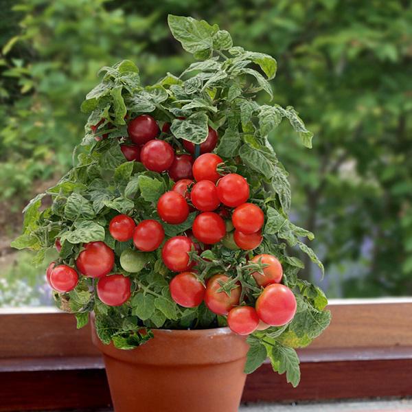 Hướng dẫn 3 cách trồng cà chua tại nhà đơn giản mà sai quả - 5
