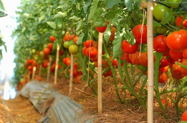 Hướng dẫn 3 cách trồng cà chua tại nhà đơn giản mà sai quả - 14