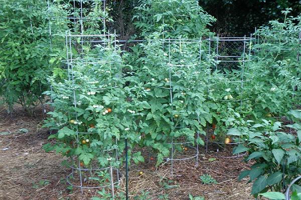 Hướng dẫn 3 cách trồng cà chua tại nhà đơn giản mà sai quả - 9