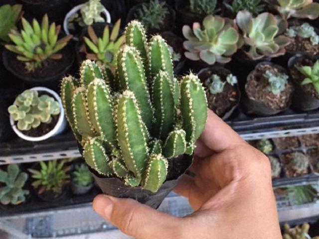 8 loại cây cảnh hút độc, bức sóng nhất định phải trồng trong nhà