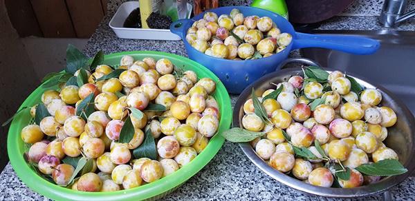 lac vao khu vuon 400m² voi goc dac biet xoa diu noi nho que cua ong bo viet tai duc - 16
