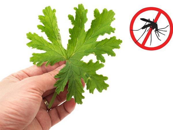 biet nhung meo duoi muoi cuc hay nay, ban khoi lo mac sot xuat huyet - 1