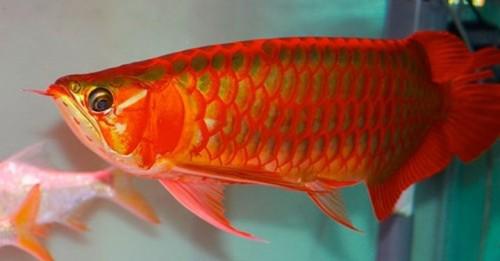 Đại gia Việt amp;#34;sănamp;#34; cá cầu may, mỗi con có giá cả trăm triệu đồng - 5