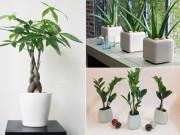Nhà đẹp - Con đường công danh lên như diều gặp gió nhờ đặt đúng những loại cây cảnh văn phòng này!