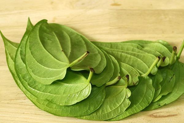 bằng lá trầu không