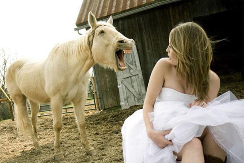 "Không thể nào.... tại sao người cưới không phải tôi..." - con ngựa nói.
