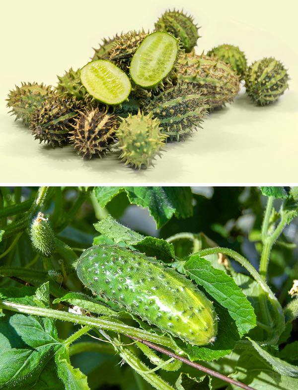 Nhìn những loại quả này trong quá khứ, ai cũng phải thấy may mắn vì ...