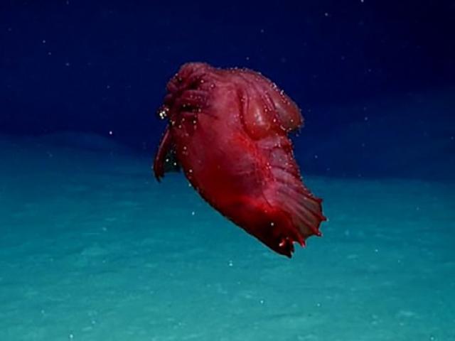 Sốc độc lạ: Phát hiện quái vật gà không đầu đang bơi dưới đáy biển