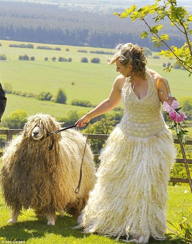 Còn cô dâu này quyết định dùng len của bầy cừu do chính tay mình nuôi làm váy cưới.
