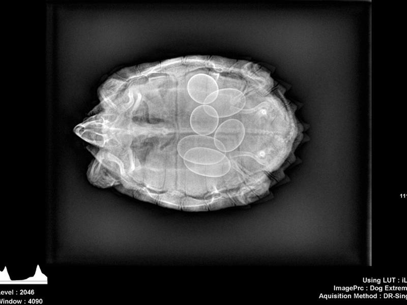 Một con rùa đang mang bầu trông sẽ giống như vậy. Giờ bạn có thể dễ dàng giải thích cho trẻ rùa đẻ trứng hay đẻ con.
